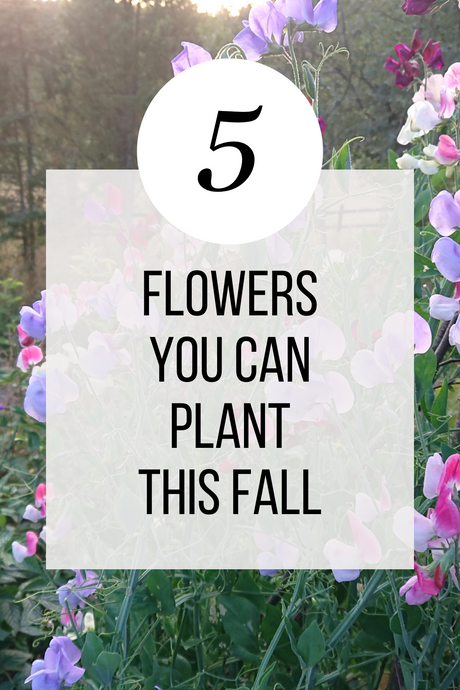 5 Flowers You Can Plant This Fall