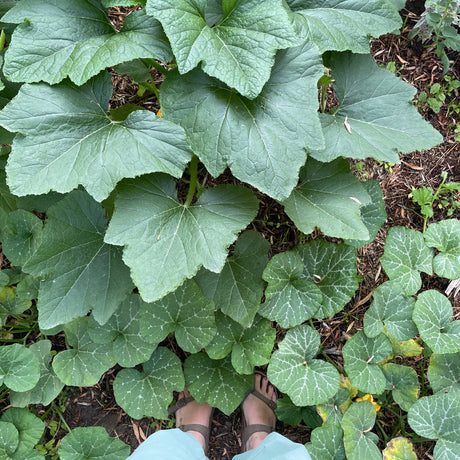 Fall Prep: Setting Your Beds Up For Rest