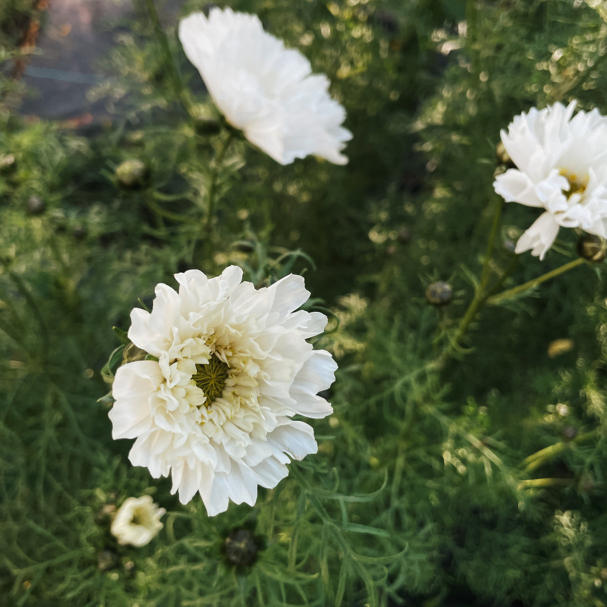 Cosmos Seeds - Double Click Snow Puff