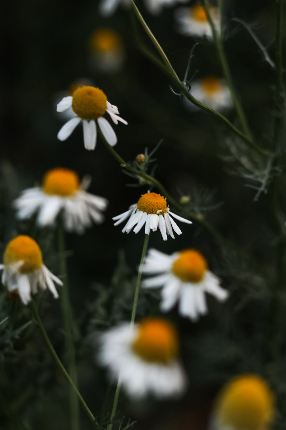 Free Seed Packs (1 per variety)