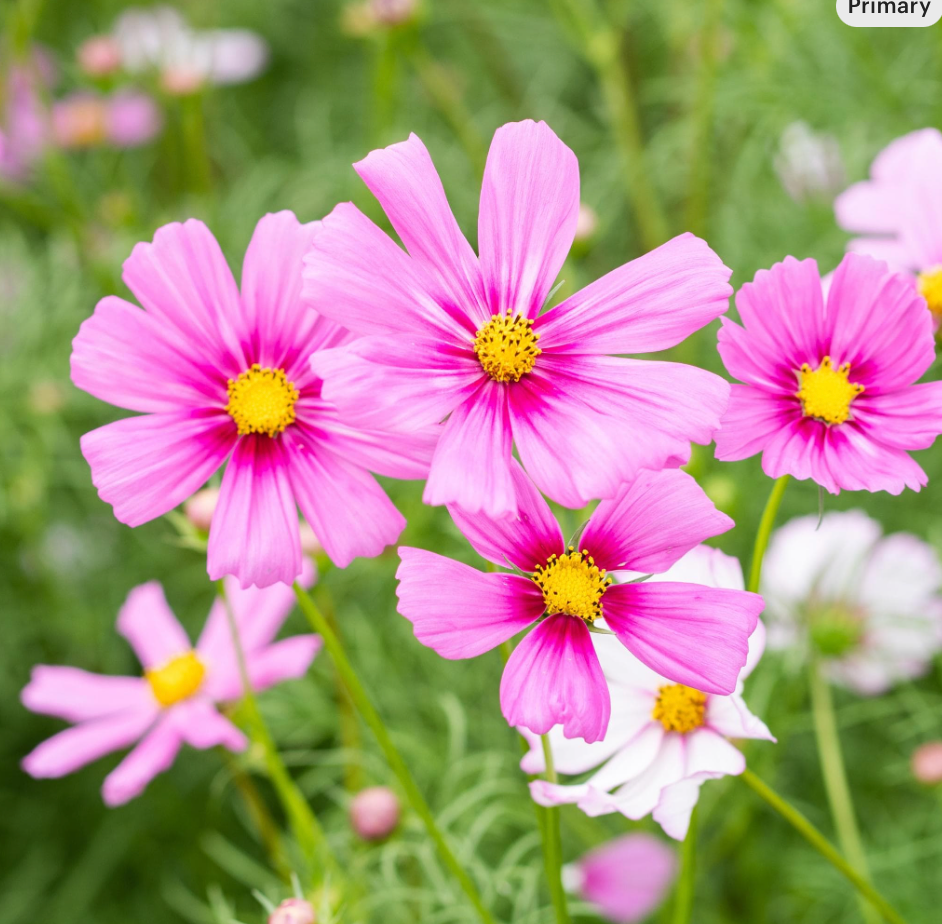 Free Seed Packs (1 per variety)