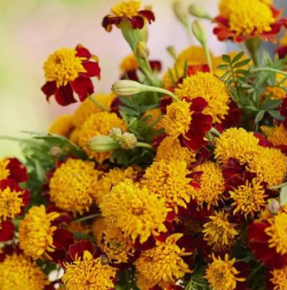 Free Seed Packs (1 per variety)