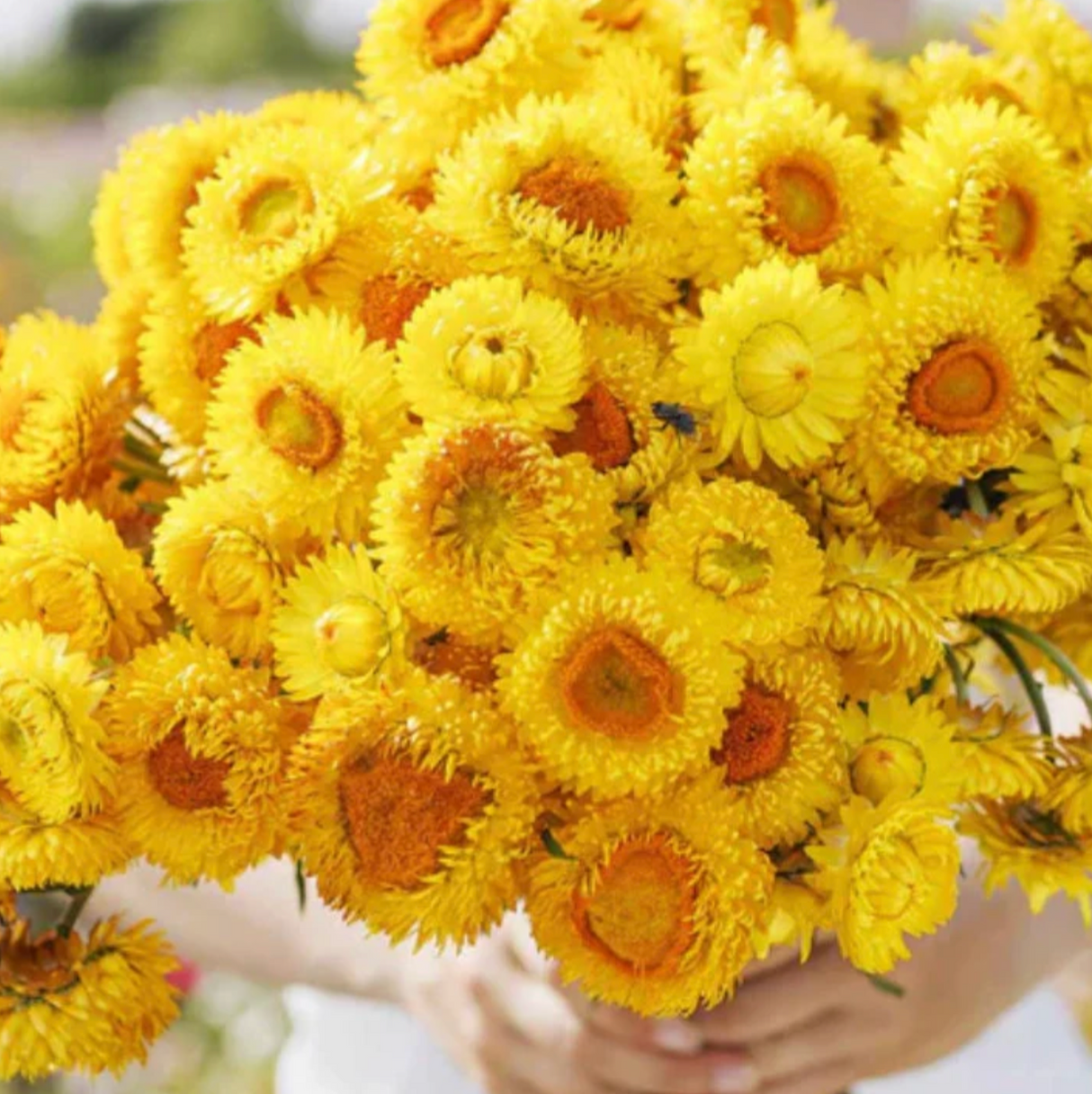 Free Seed Packs (1 per variety)