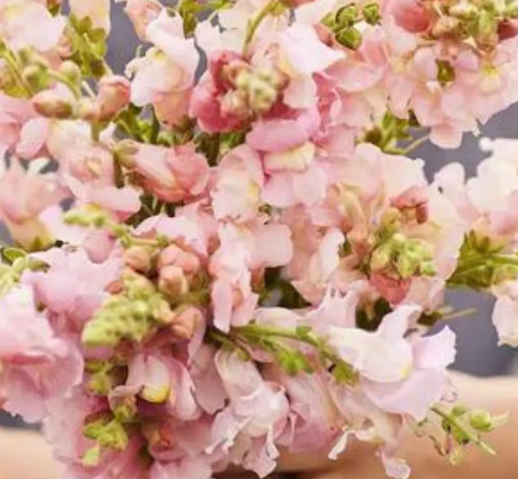 Free Seed Packs (1 per variety)