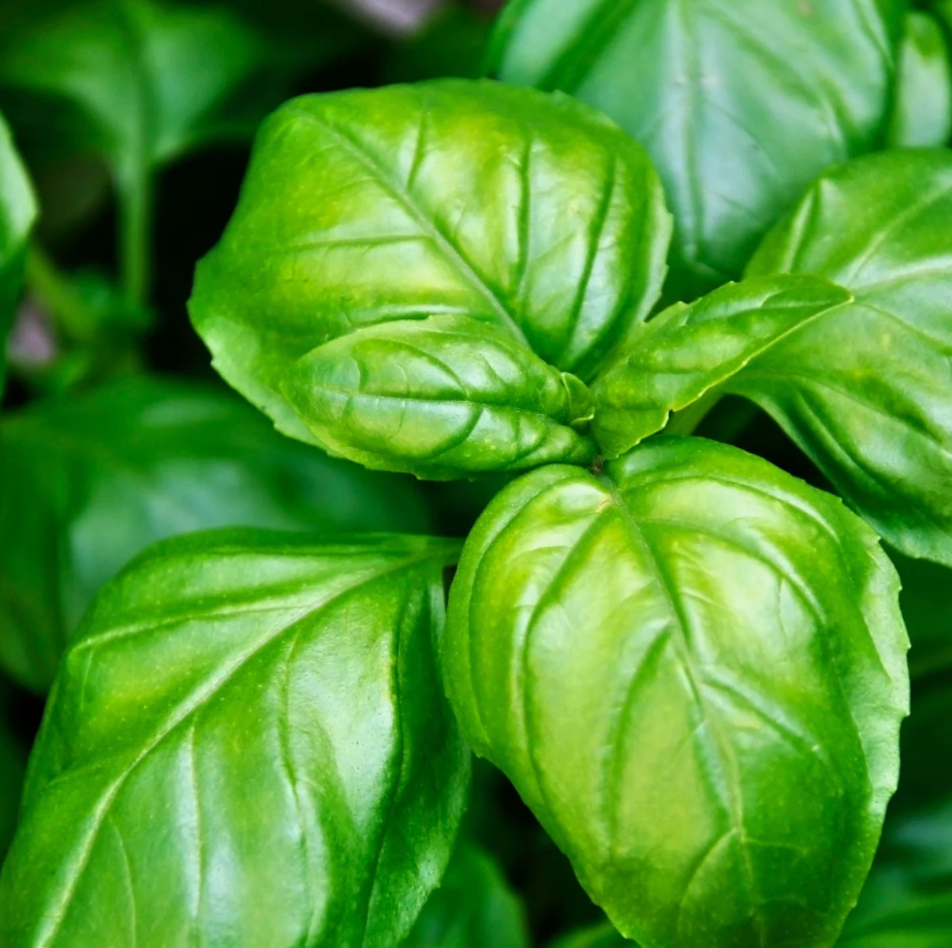 Free Seed Packs (1 per variety)