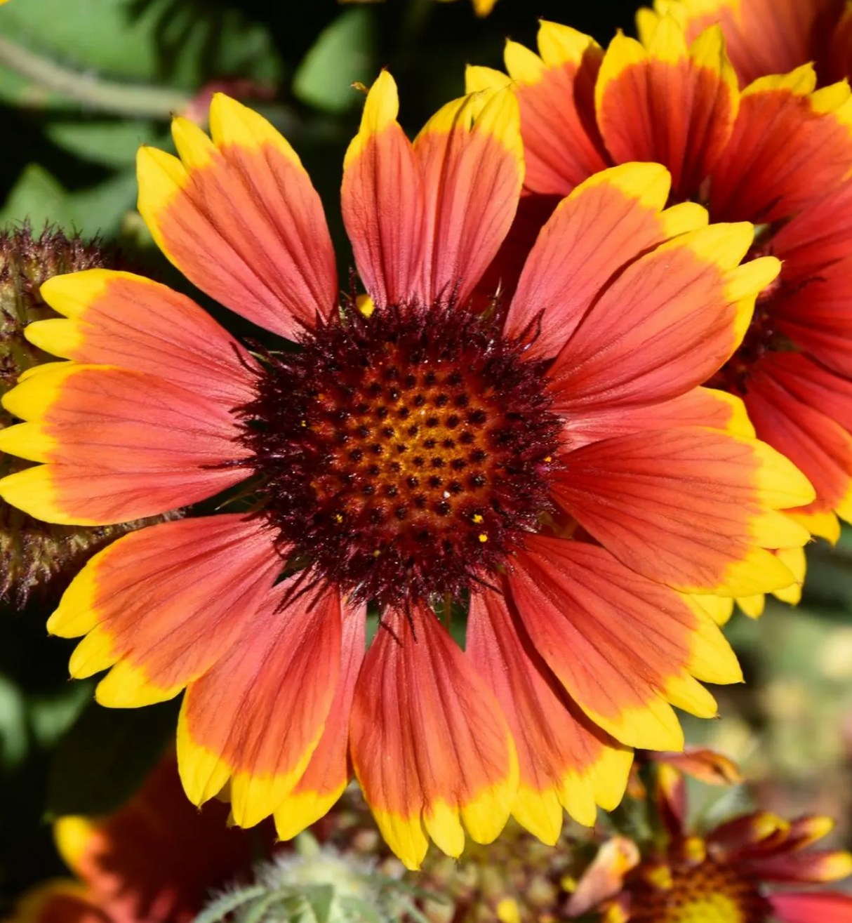 Free Seed Packs (1 per variety)