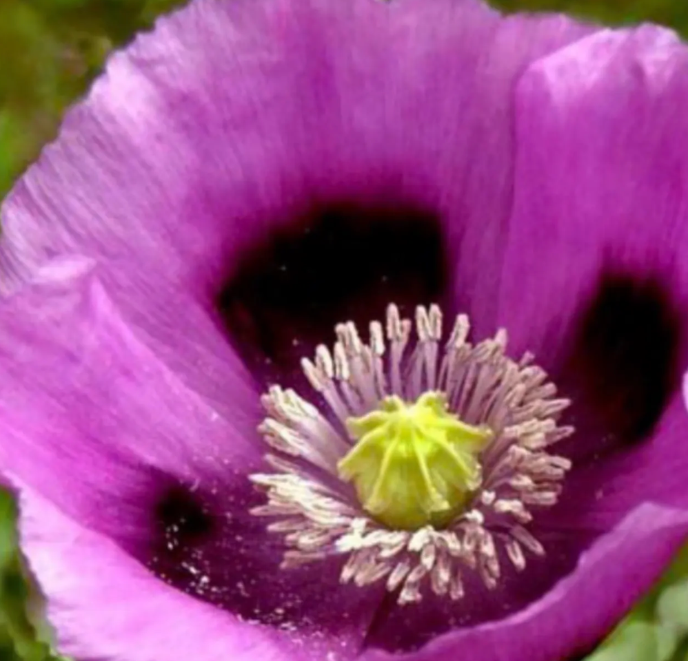 Free Seed Packs (1 per variety)