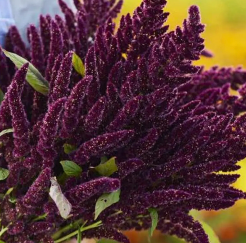 Free Seed Packs (1 per variety)