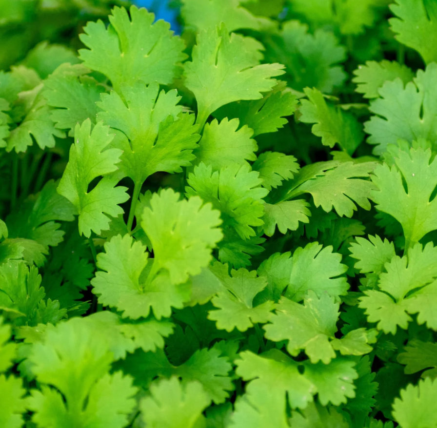 Free Seed Packs (1 per variety)