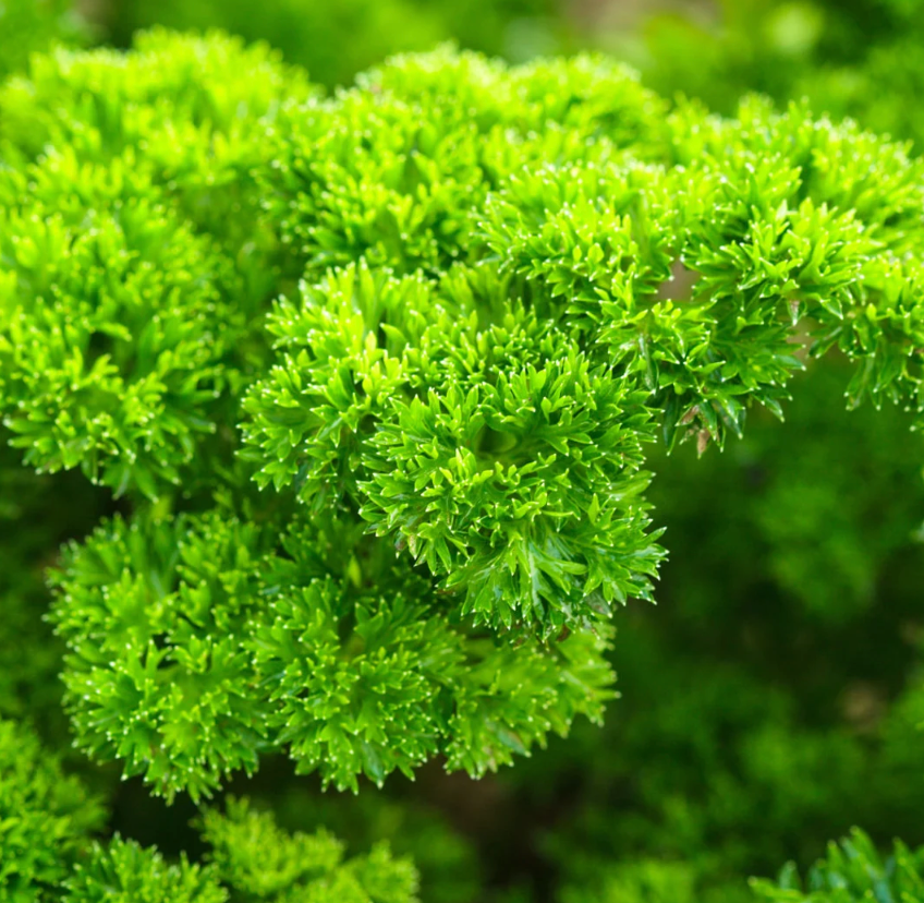 Free Seed Packs (1 per variety)