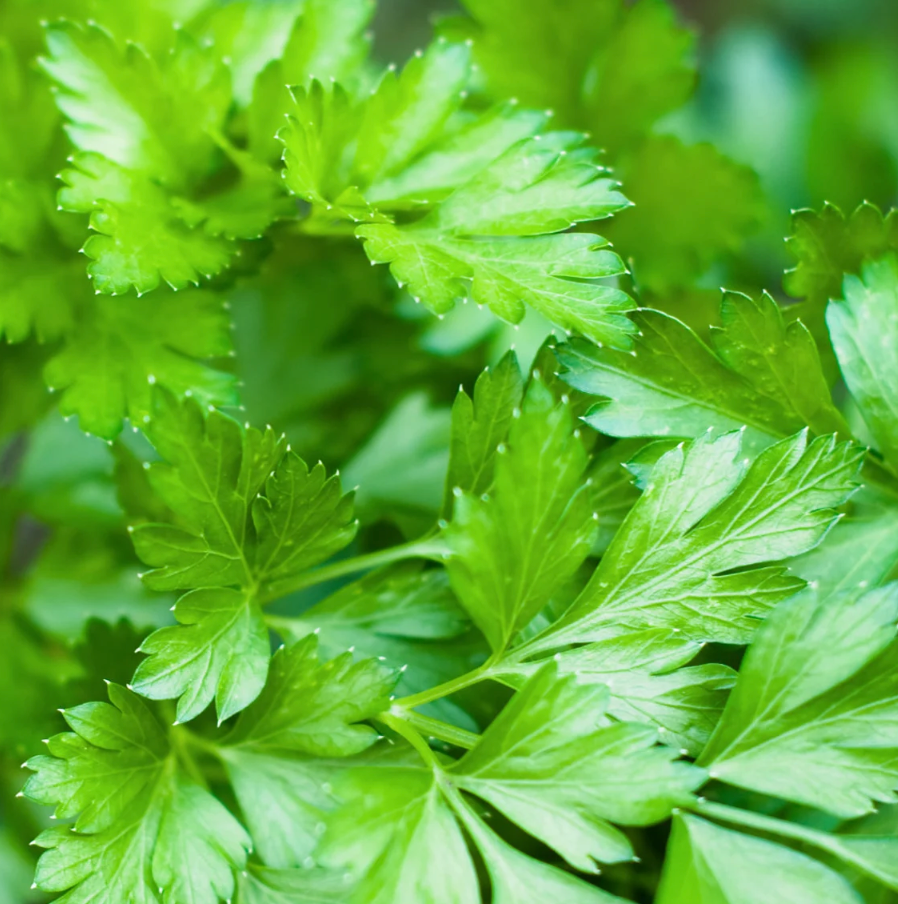 Free Seed Packs (1 per variety)