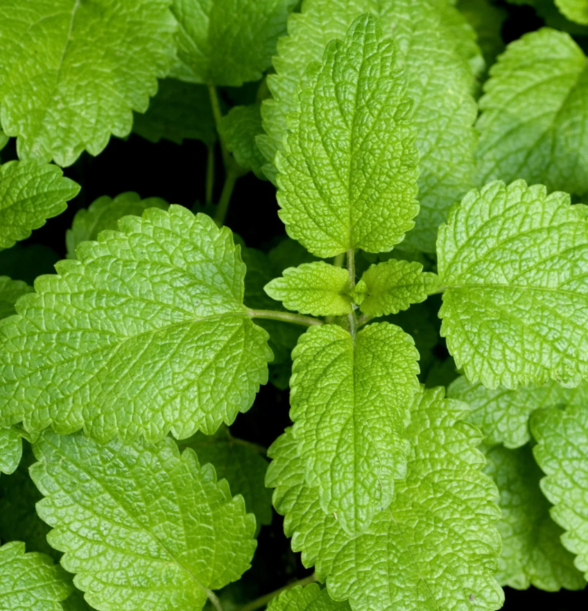 Free Seed Packs (1 per variety)