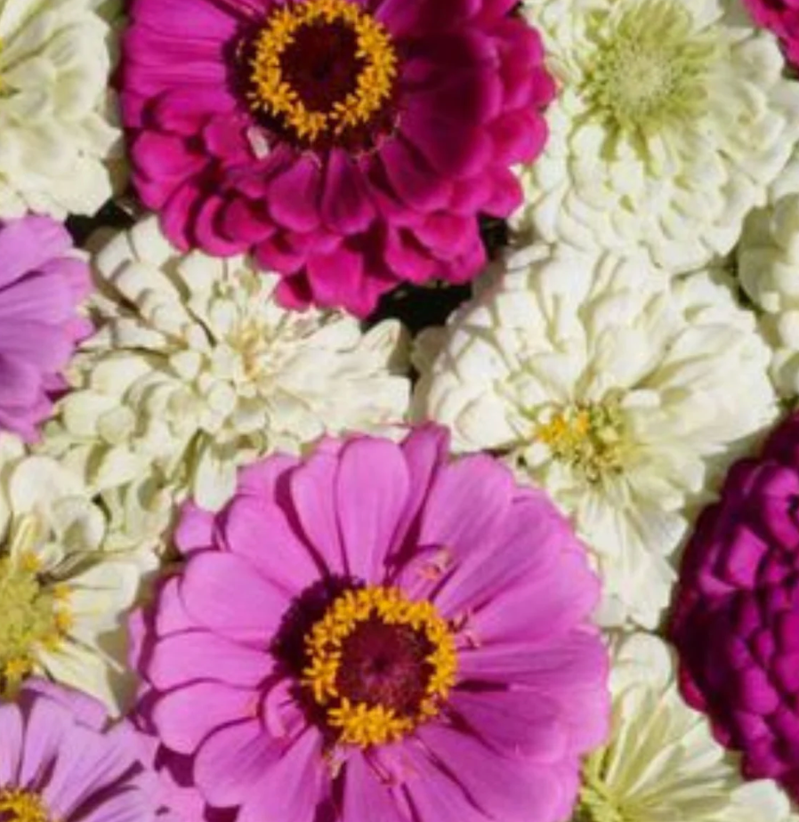 Free Seed Packs (1 per variety)