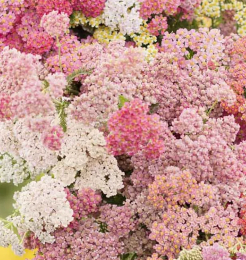 Free Seed Packs (1 per variety)