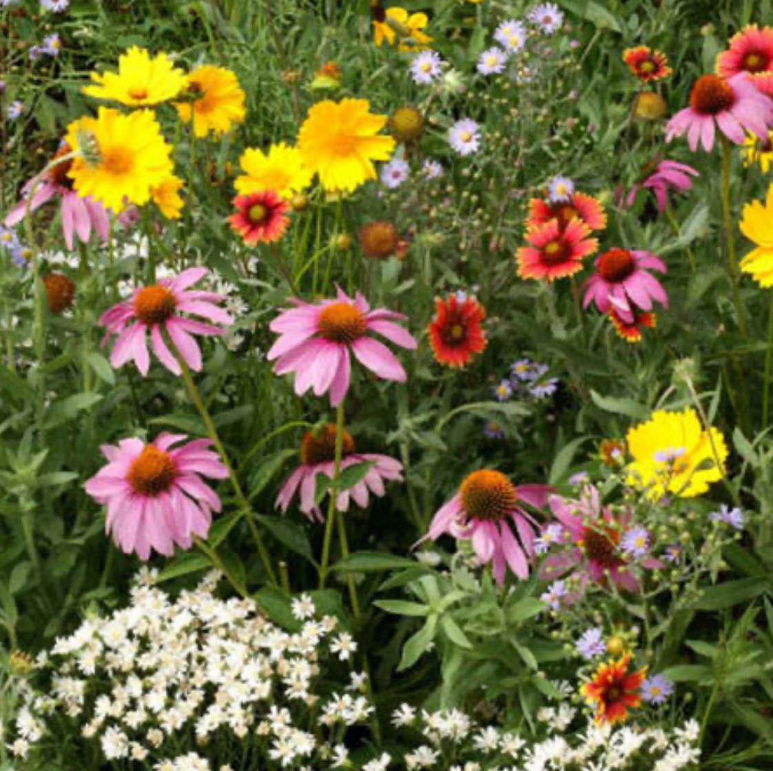 Free Seed Packs (1 per variety)