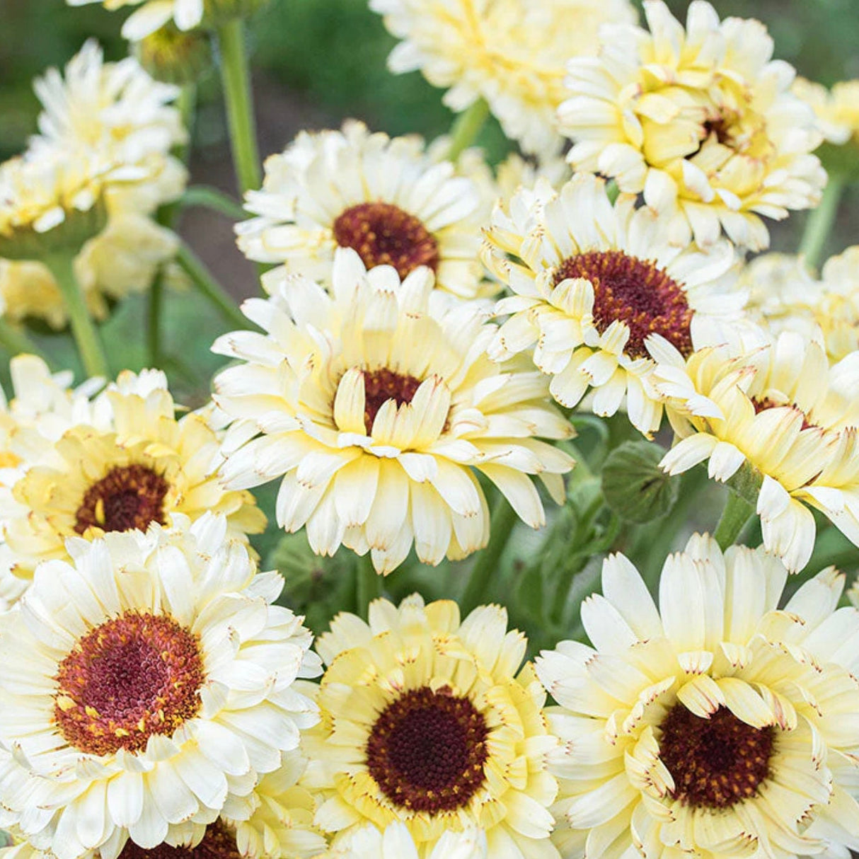 Calendula Seeds - Snow Princess