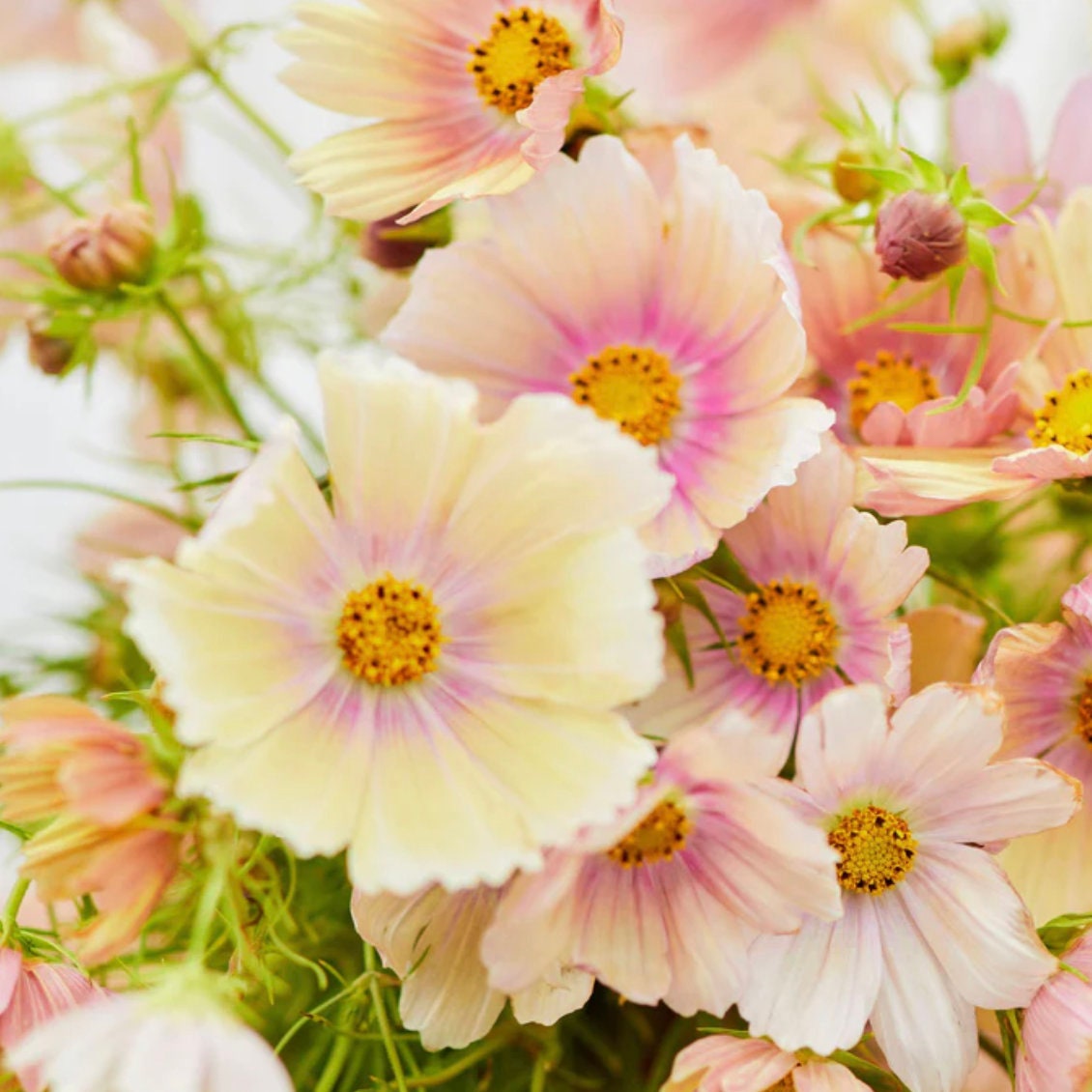 Cosmos Seeds - Apricot Lemonade