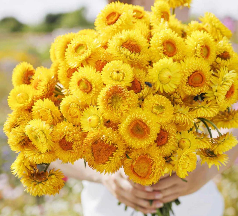 Strawflower Seeds - Golden Yellow