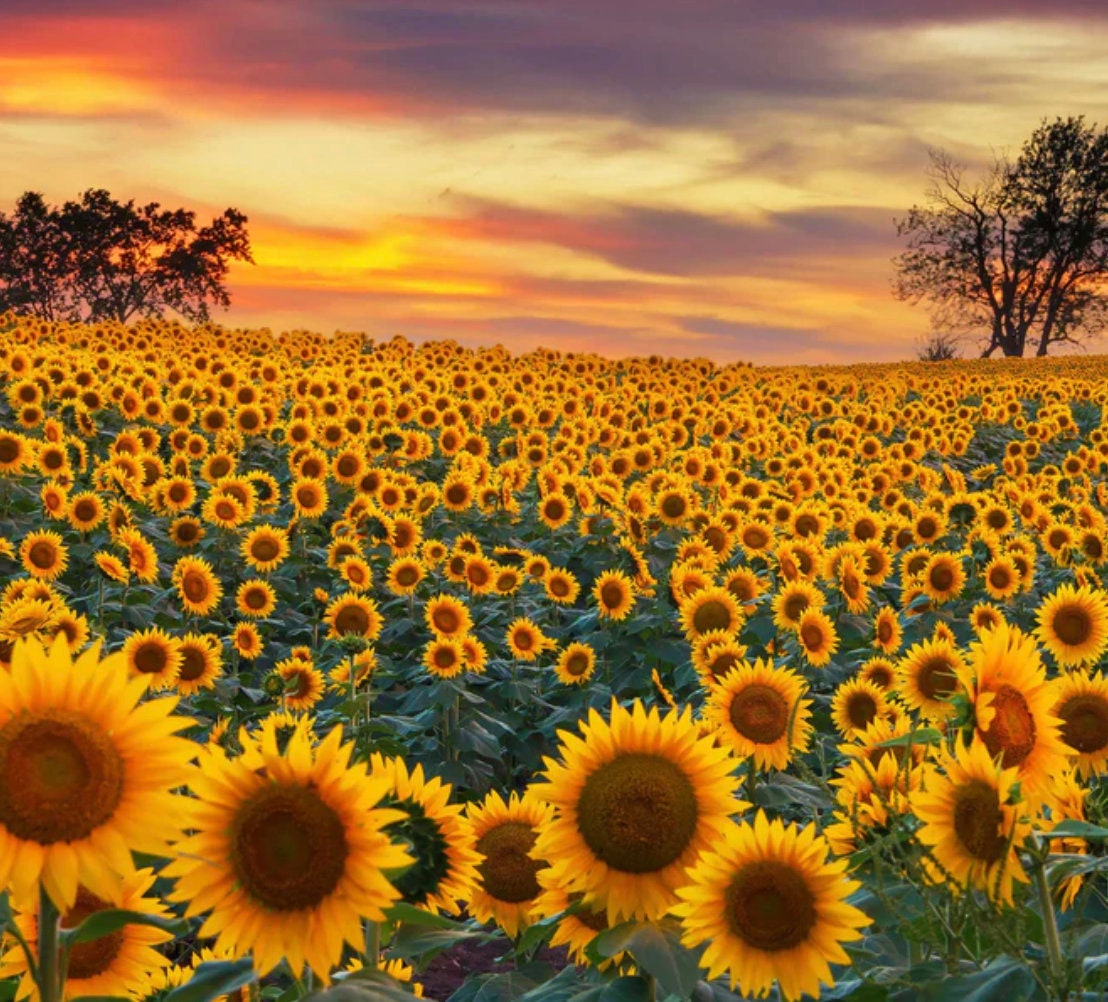 Sunflower Seeds - Mammoth Gray