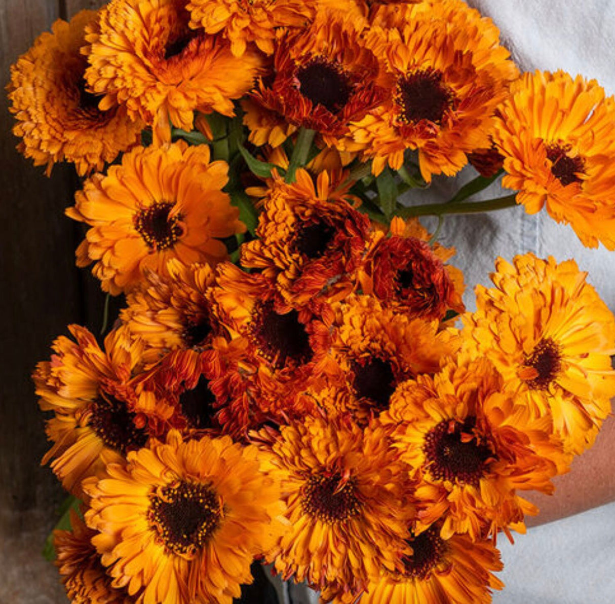 Calendula Orange Button x 25 Seeds
