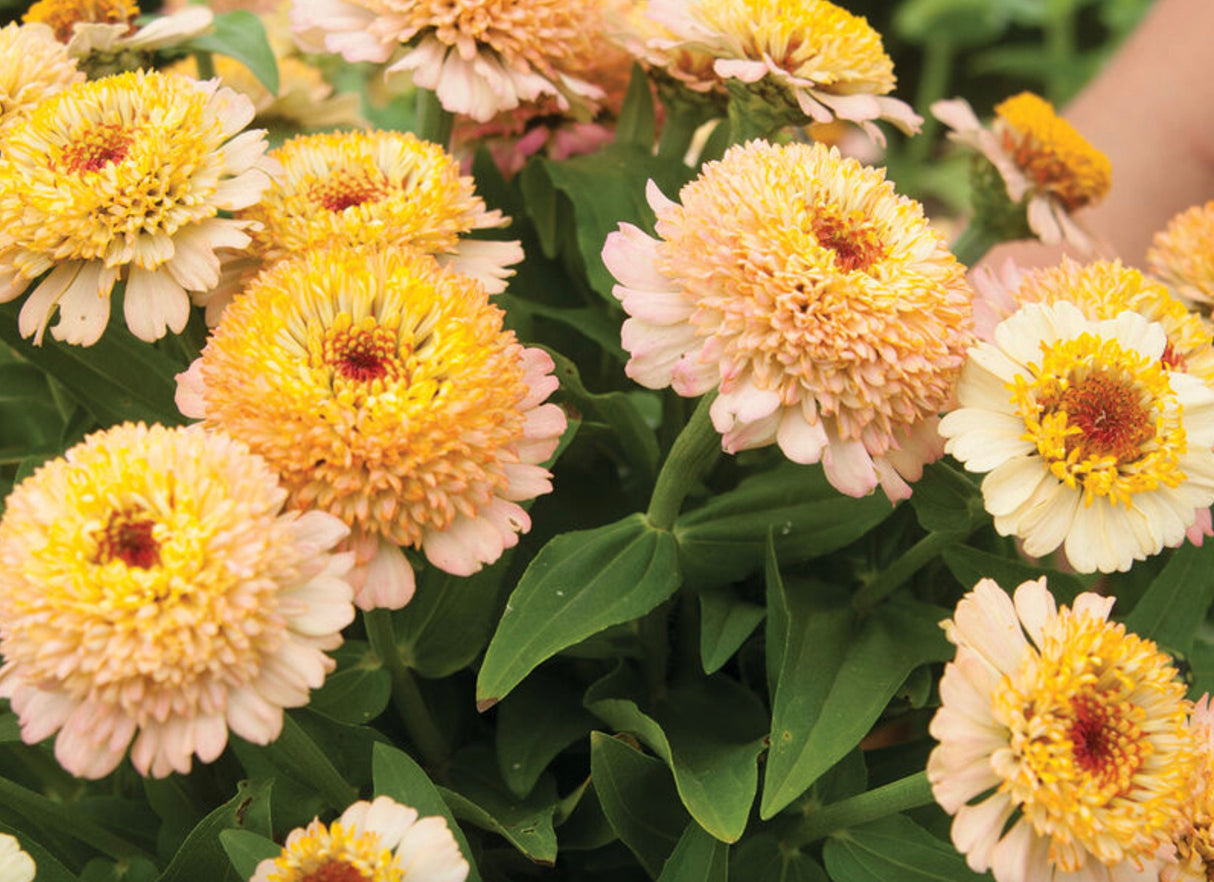 Zinnia Seeds - Zinderella Peach