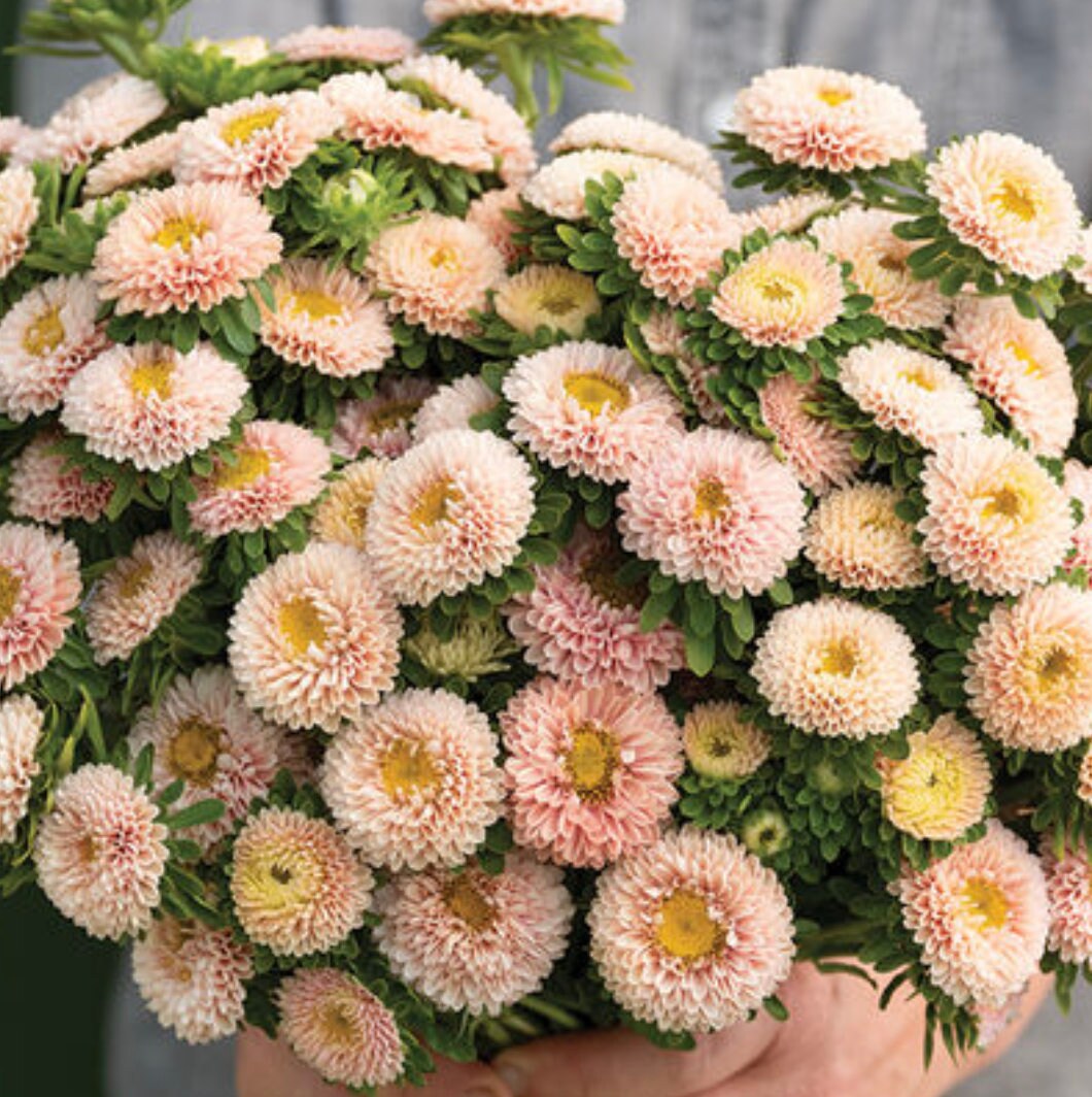 Aster Seeds - Matsumoto Apricot