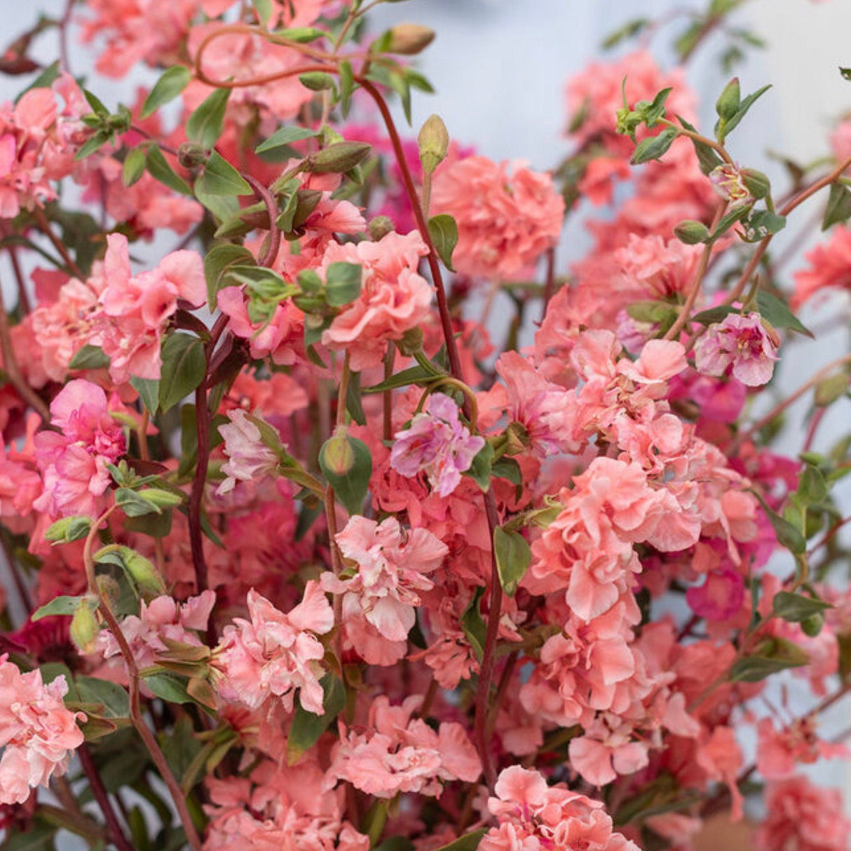 Clarkia Seeds - Elegant Salmon