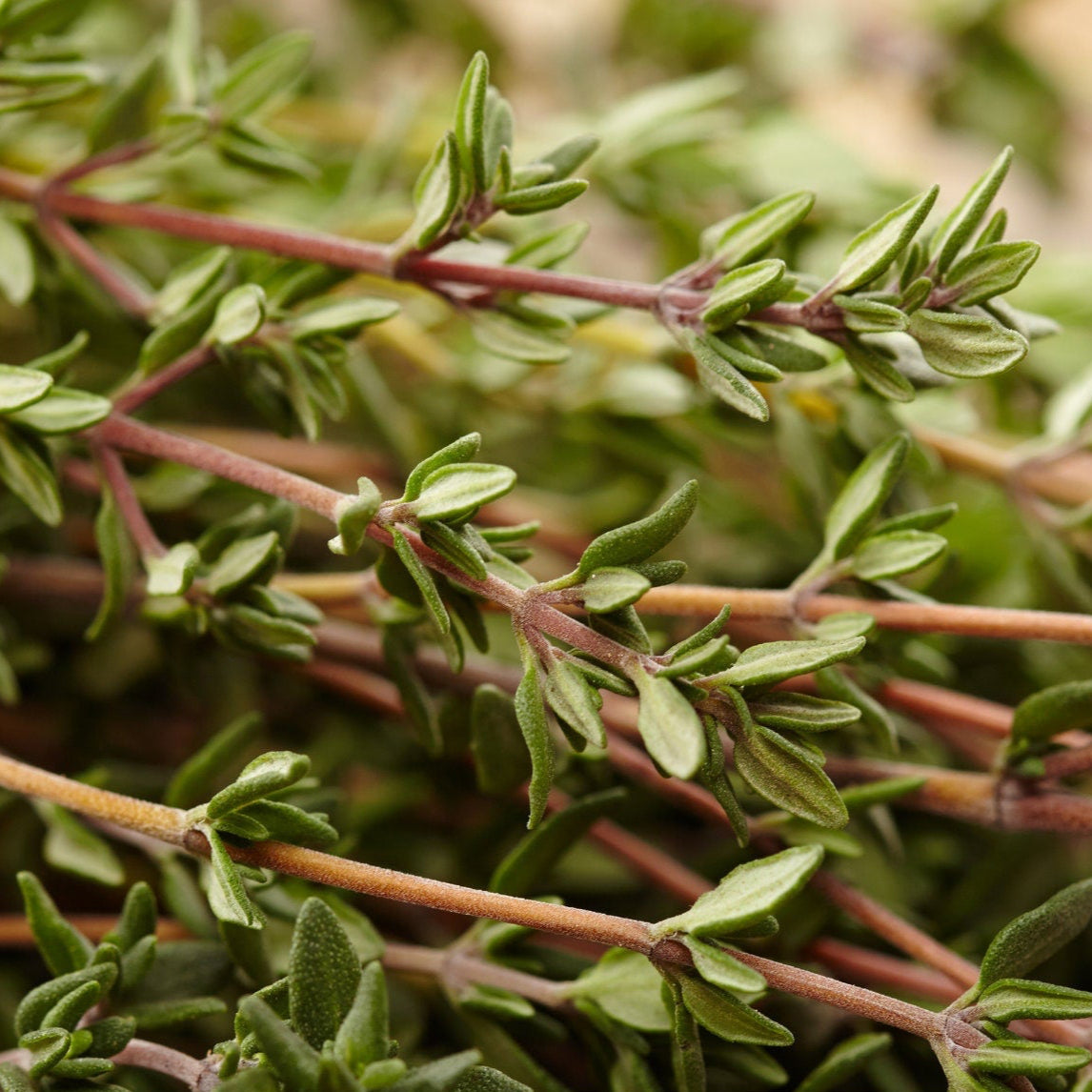 Thyme Seeds - Common