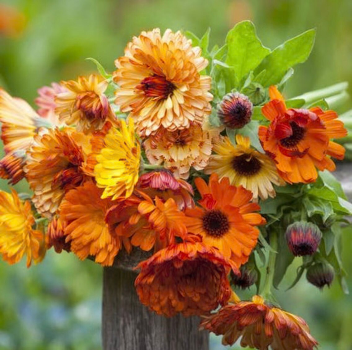 Calendula Sunset Mix x 50 Seeds