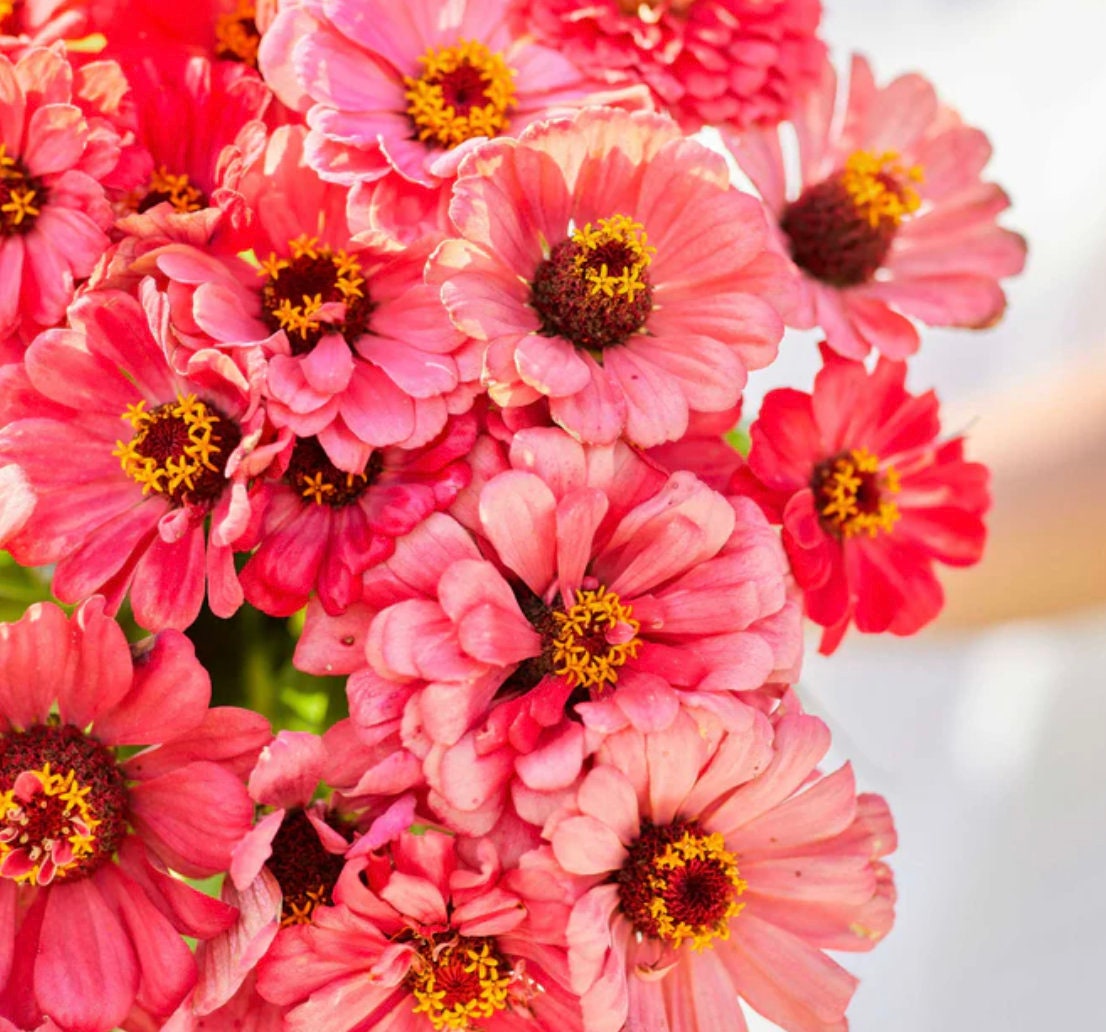 Zinnia Salmon Queen x 25 Seeds