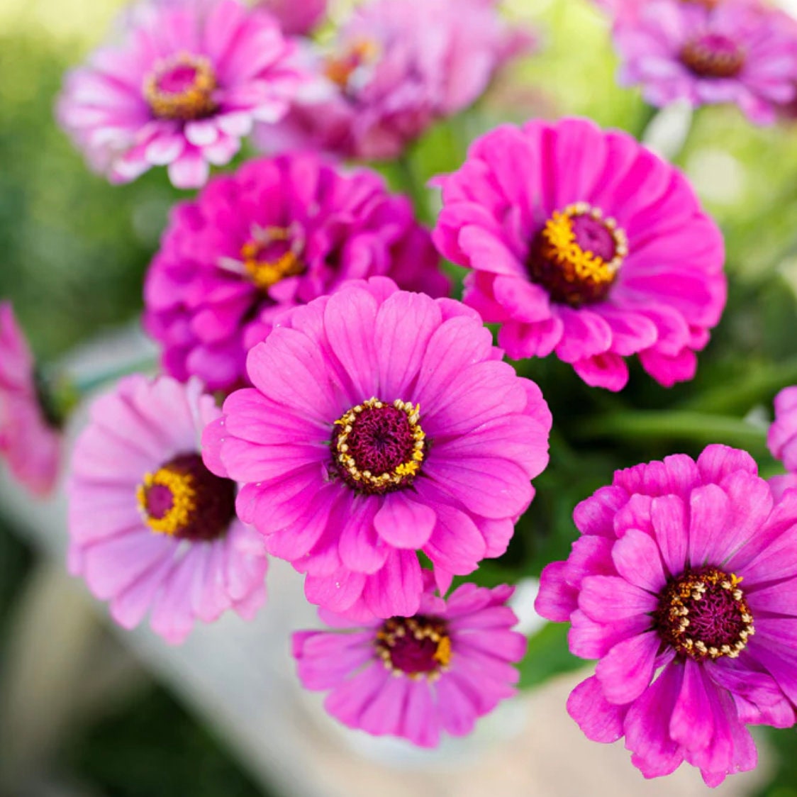 Zinnia Seeds - Dream
