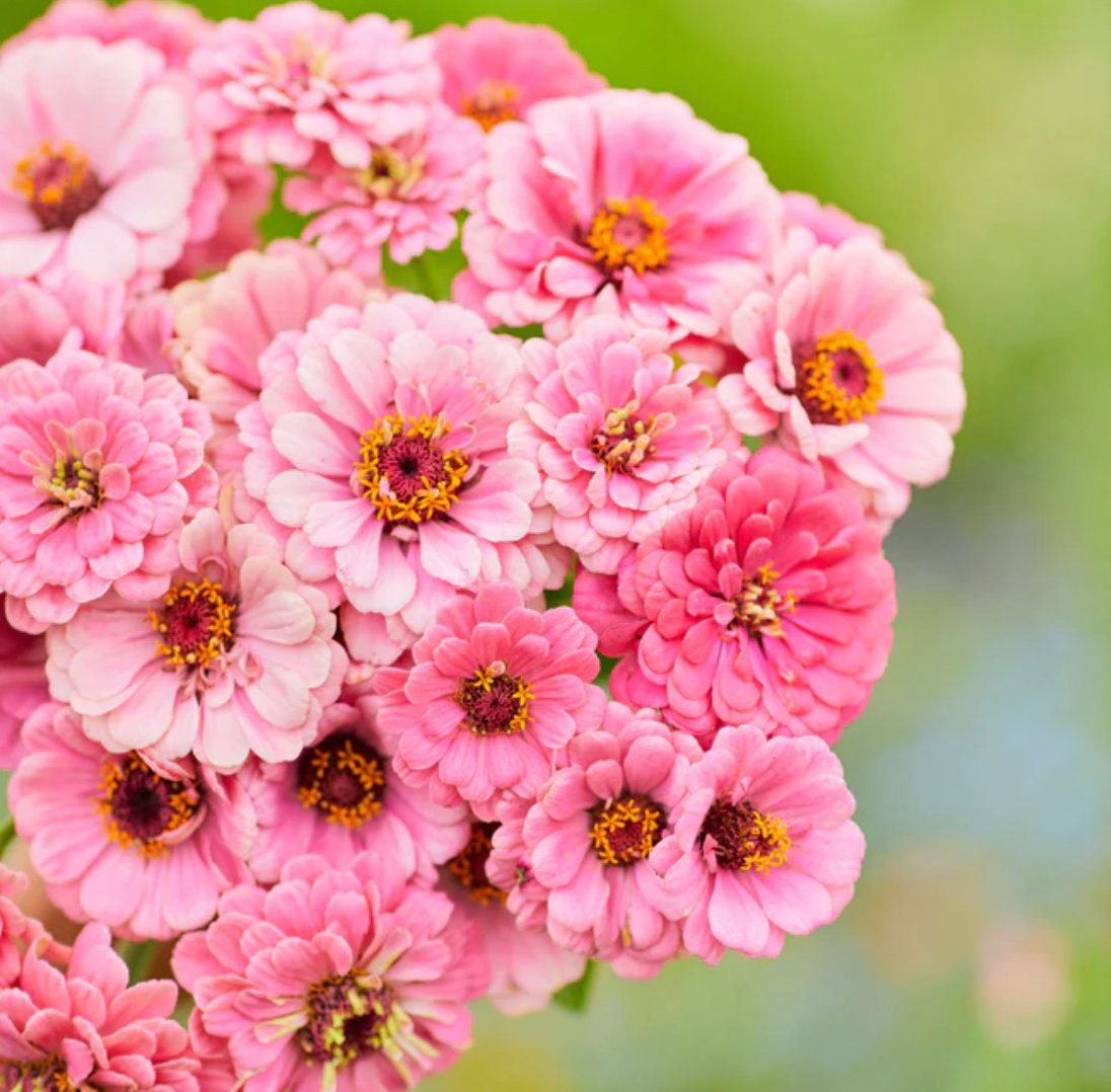 Zinnia Seeds - Luminosa