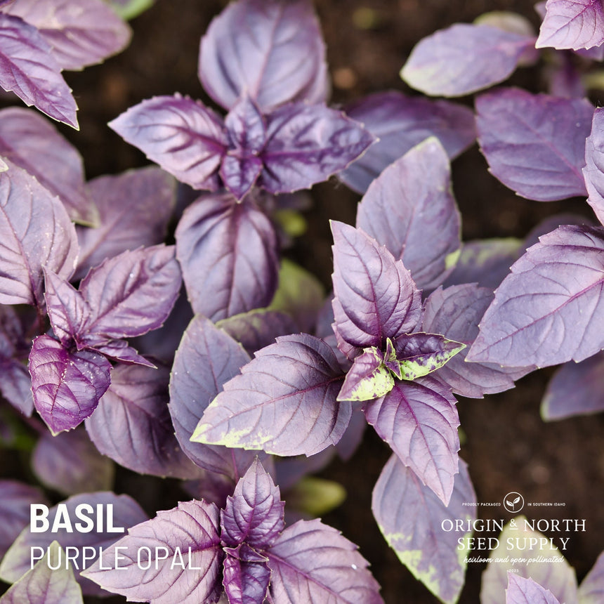 Basil Dark Opal x 100 Seeds