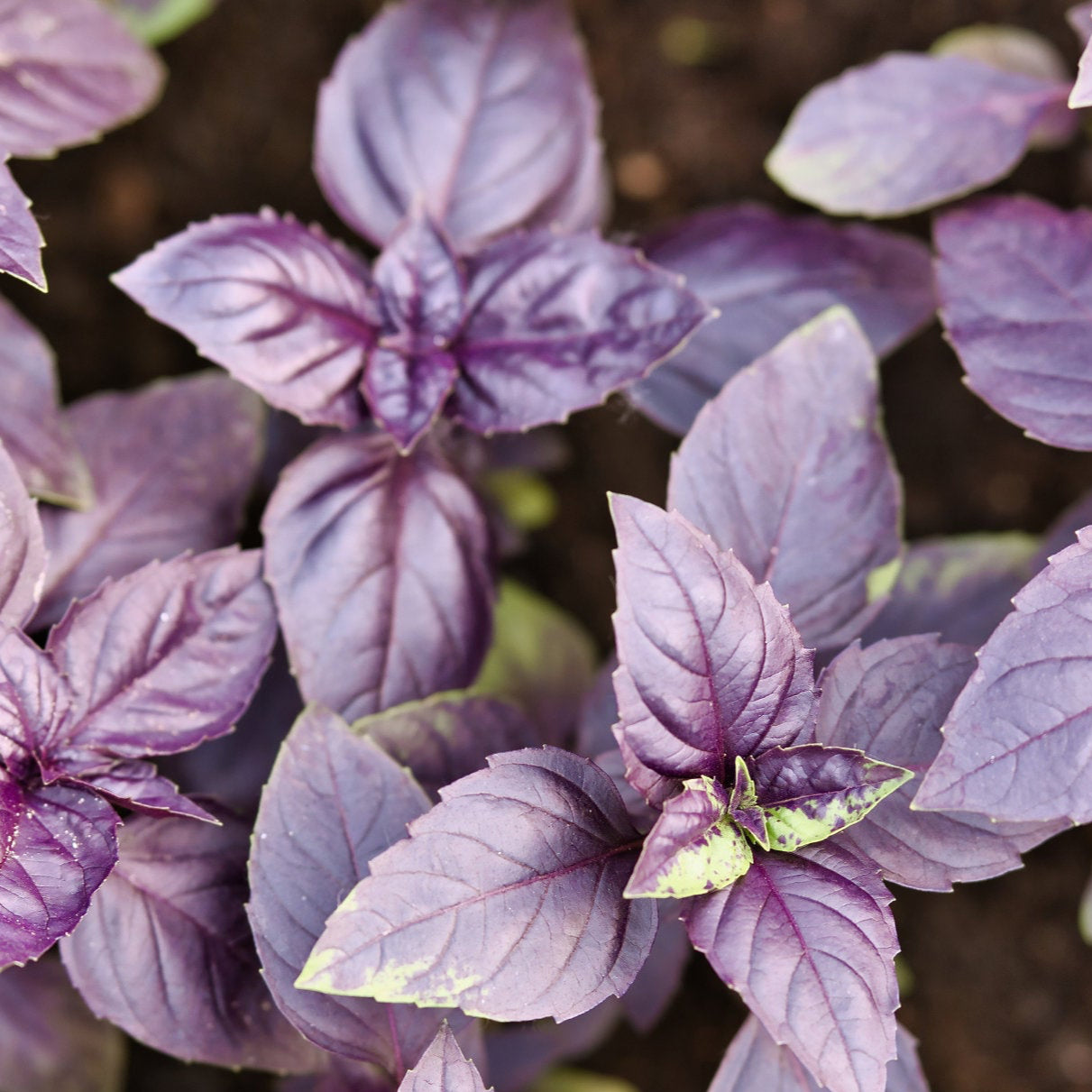 Basil Seeds - Dark Purple Opal