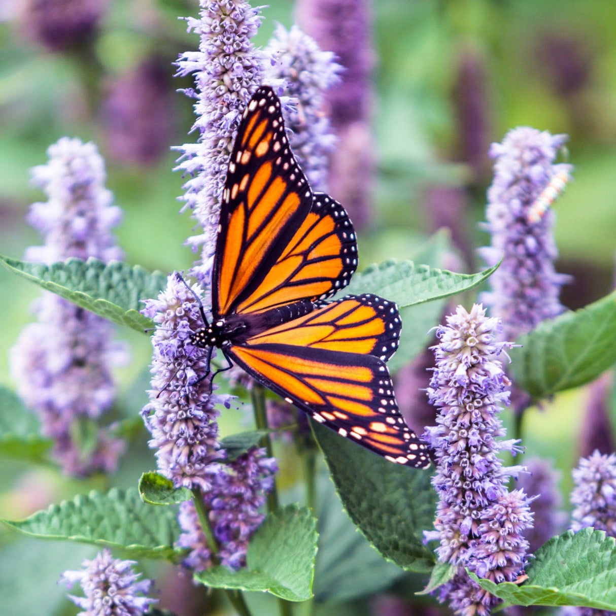 Anise Hyssop Seeds