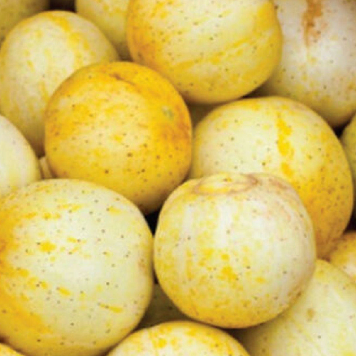 Cucumber Seeds - Lemon