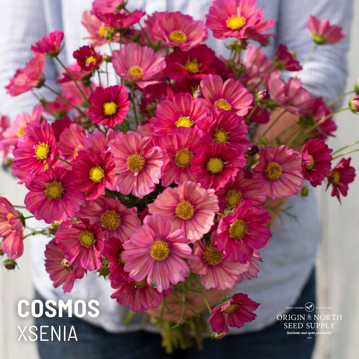 Cosmos Seeds - Xsenia