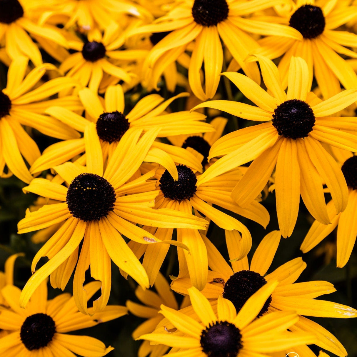 Black Eyed Susan Seeds