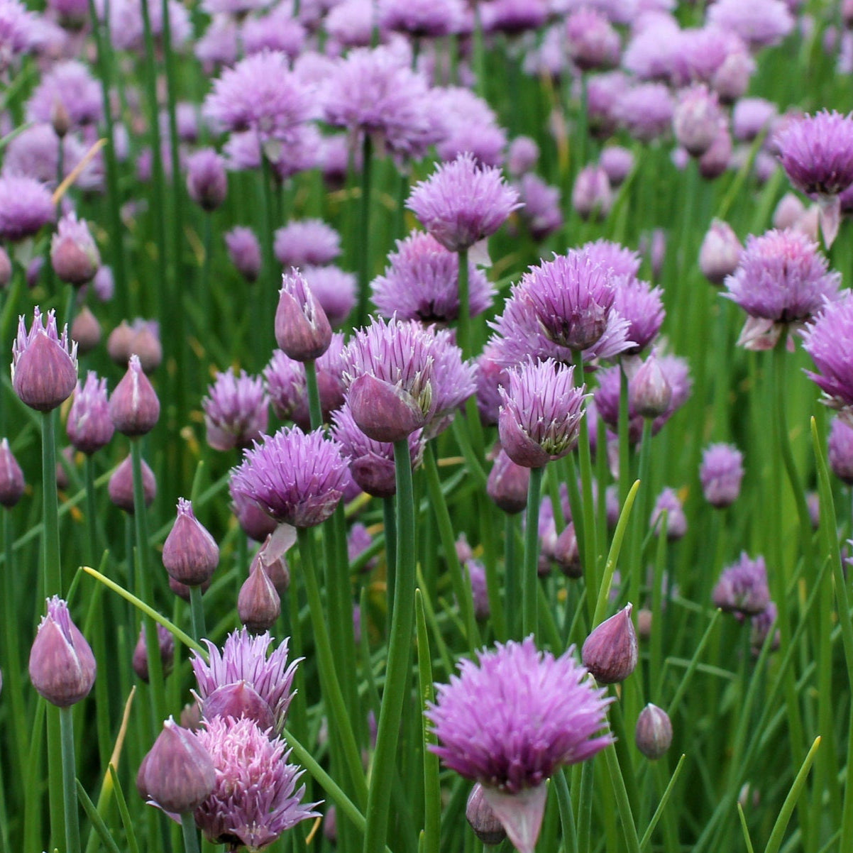 Chive Seeds