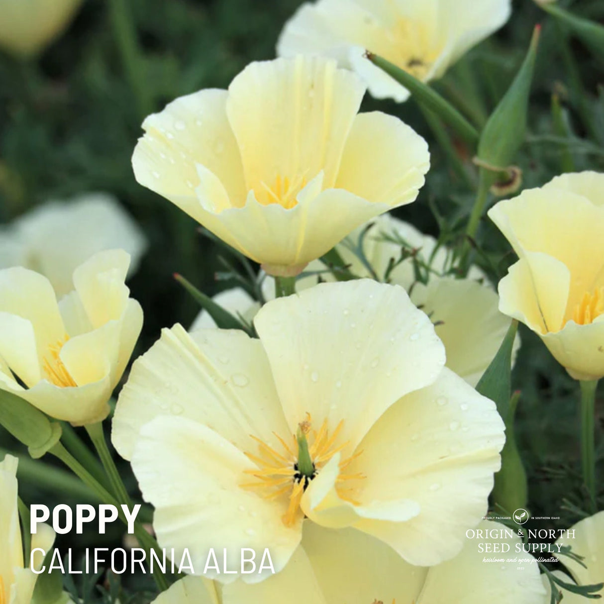 Poppy Seeds - California Alba