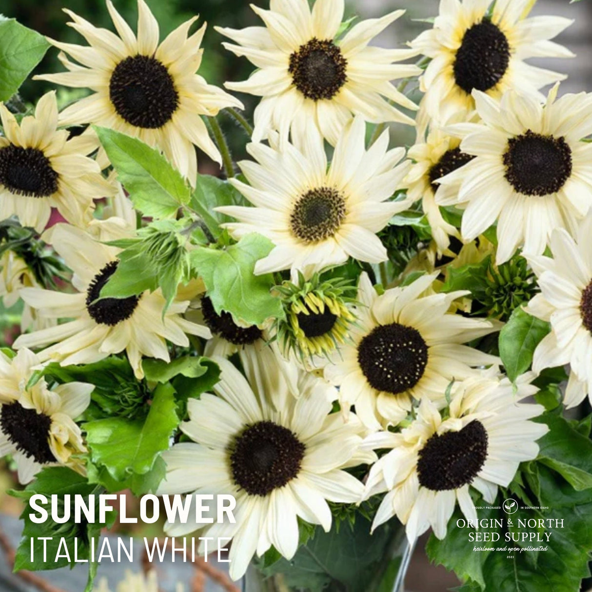 Sunflower Seeds - Italian White