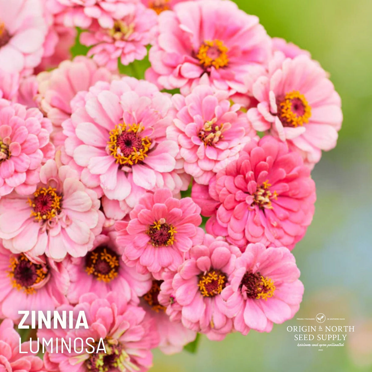 Zinnia Seeds - Luminosa