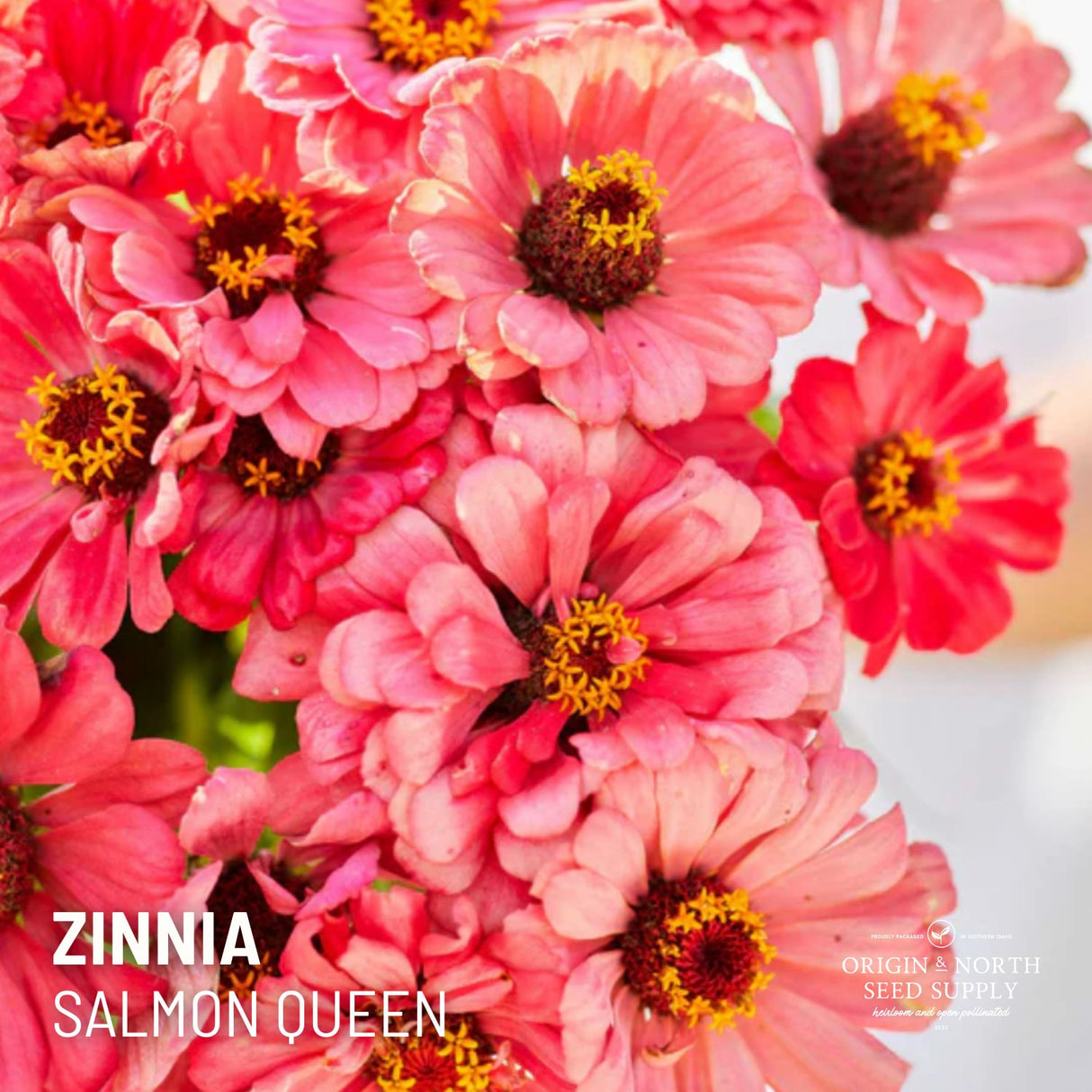 Zinnia Salmon Queen x 25 Seeds