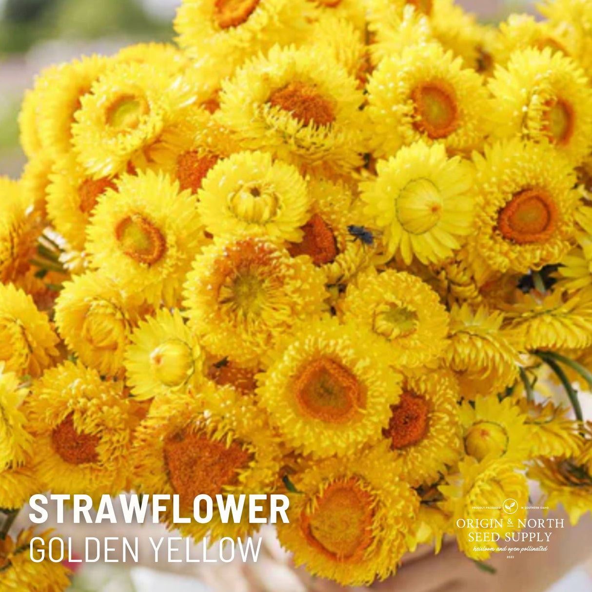 Strawflower Seeds - Golden Yellow