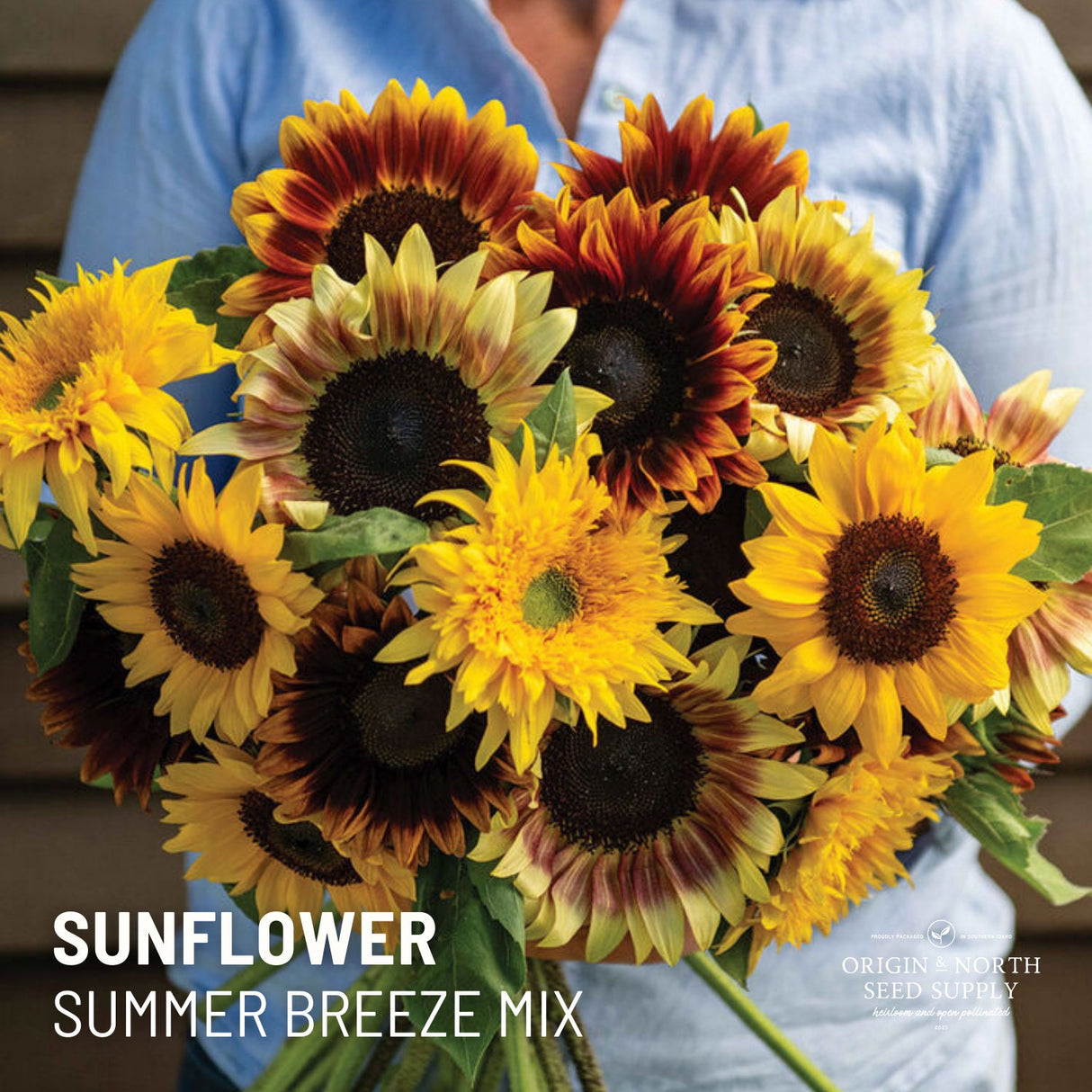 Sunflower Seeds - Summer Breeze