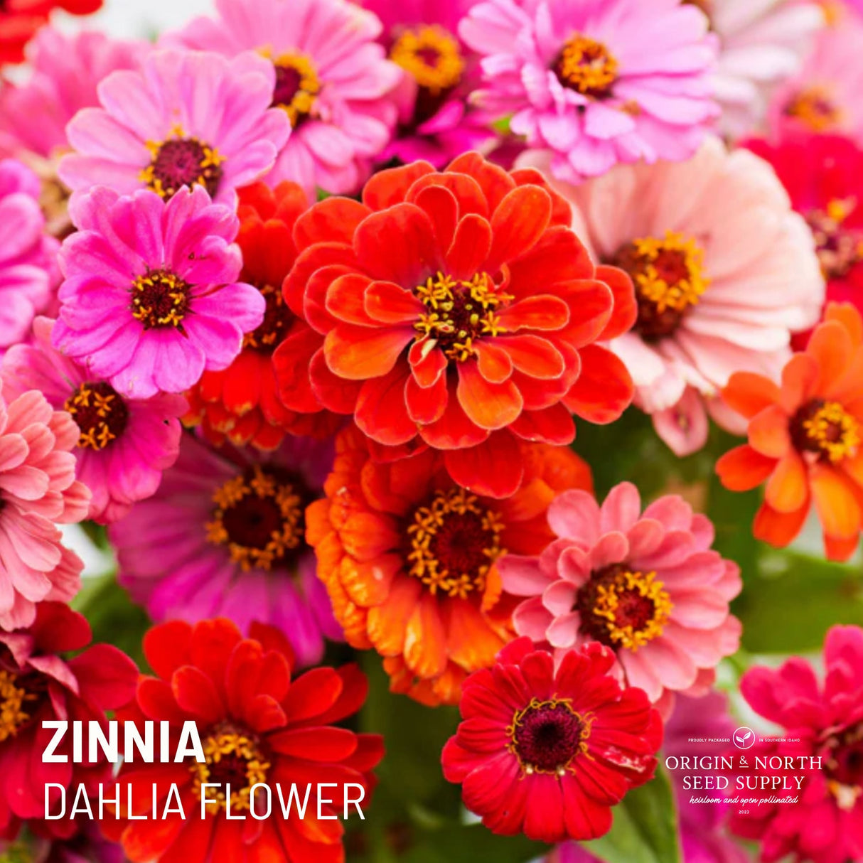 Zinnia Seeds - Dahlia Flowered