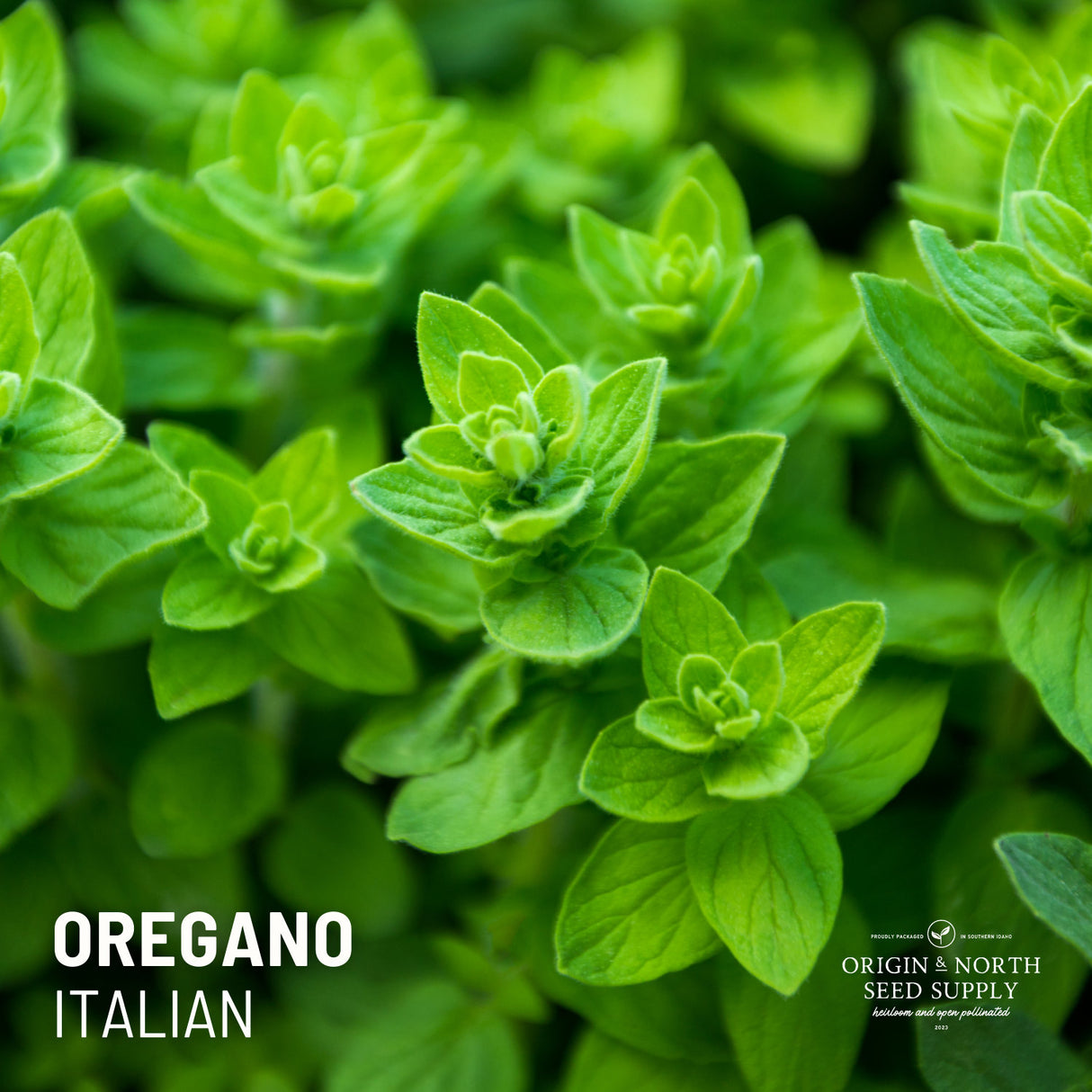 Oregano Seeds - Italian