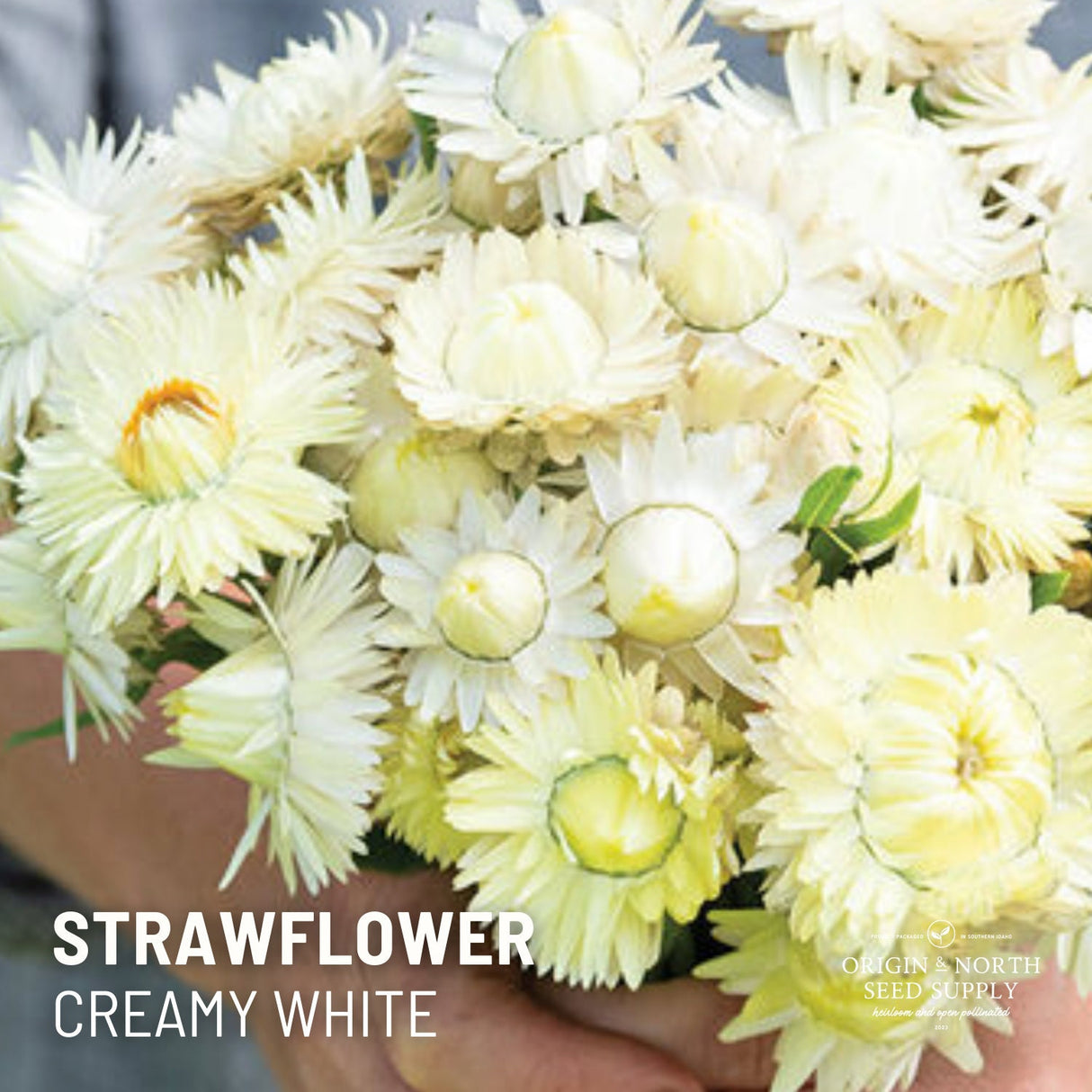 Strawflower Seeds - Creamy White