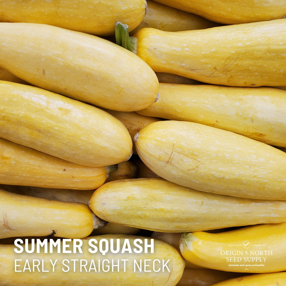 Summer Squash Seeds - Early Prolific Straight Neck