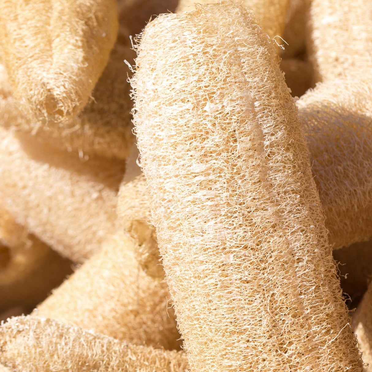 Gourd Seeds - Luffa